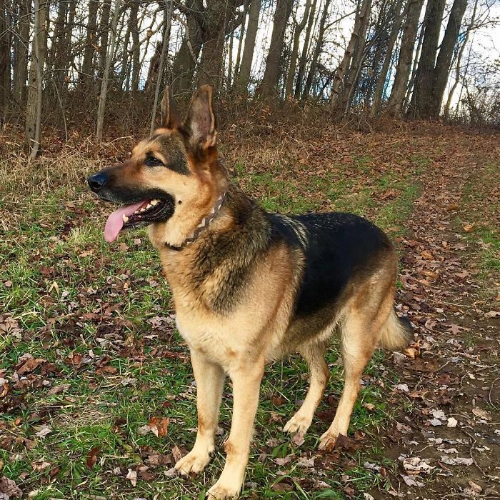 Kind-Hearted Dog Surprises Owner By Comforting The Orphaned Fawns She Rescues