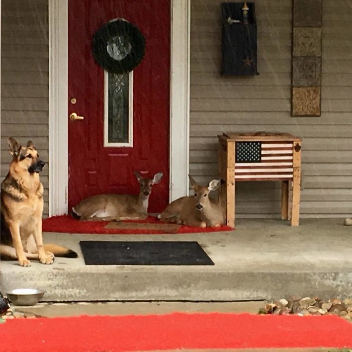 Kind-Hearted Dog Surprises Owner By Comforting The Orphaned Fawns She Rescues