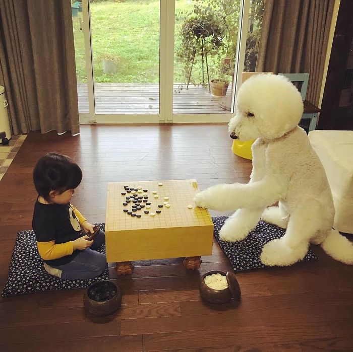 Child-Poodle-Dog-Friendship-Tamanegi-Qoo-Riku
