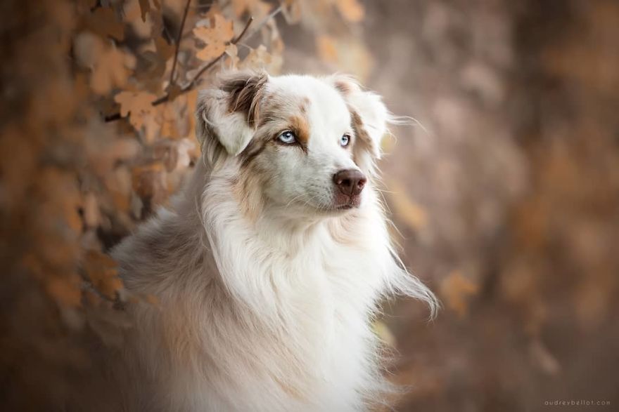 I Photograph Captivating Dog Portraits In Magical Forests And Unbelievable Places