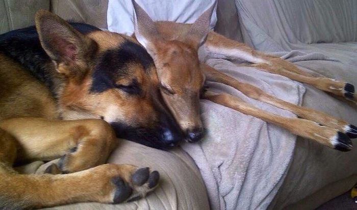 Kind-Hearted Dog Surprises Owner By Comforting The Orphaned Fawns She Rescues