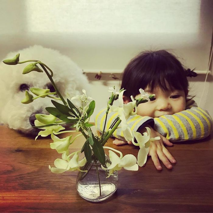 Child-Poodle-Dog-Friendship-Tamanegi-Qoo-Riku