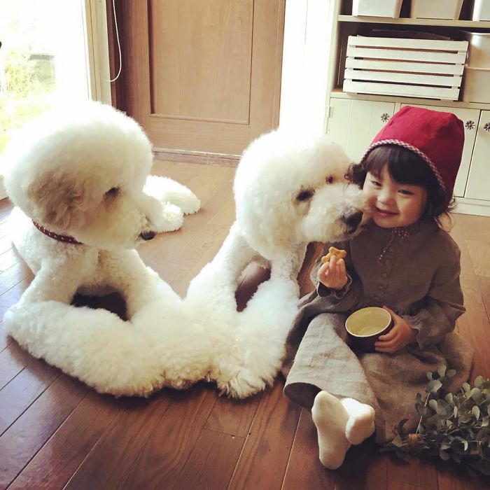 Child-Poodle-Dog-Friendship-Tamanegi-Qoo-Riku