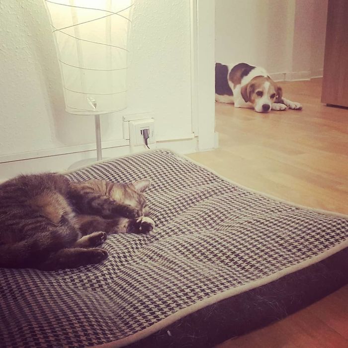 It's Been A Hard Dog's Night