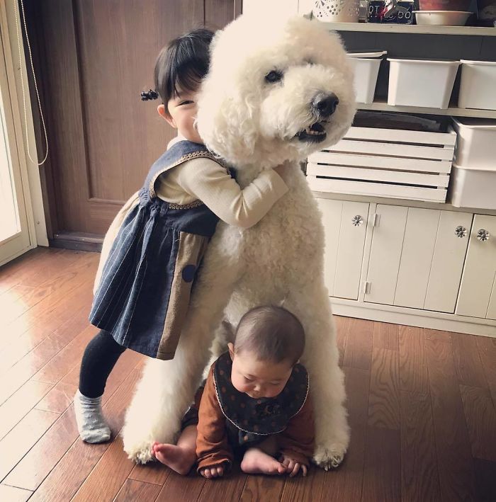 Child-Poodle-Dog-Friendship-Tamanegi-Qoo-Riku