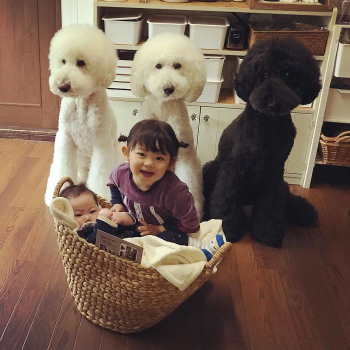 Child-Poodle-Dog-Friendship-Tamanegi-Qoo-Riku