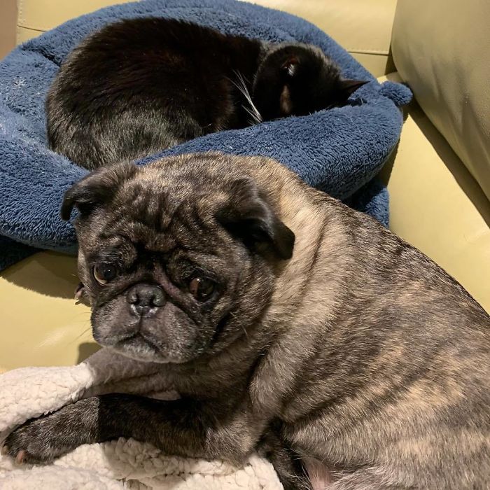 My Reaction When Sylvester The Kitty Takes My Bed