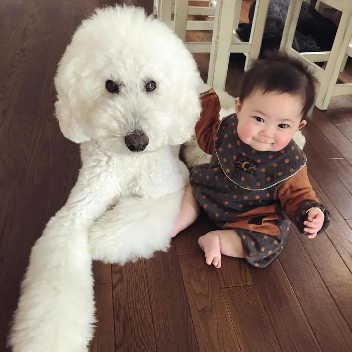 Child-Poodle-Dog-Friendship-Tamanegi-Qoo-Riku