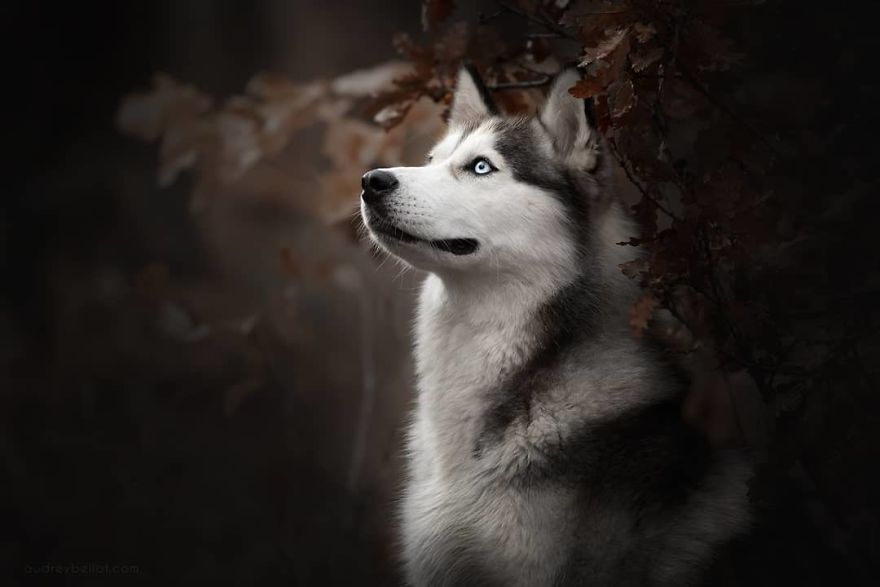 I Photograph Captivating Dog Portraits In Magical Forests And Unbelievable Places