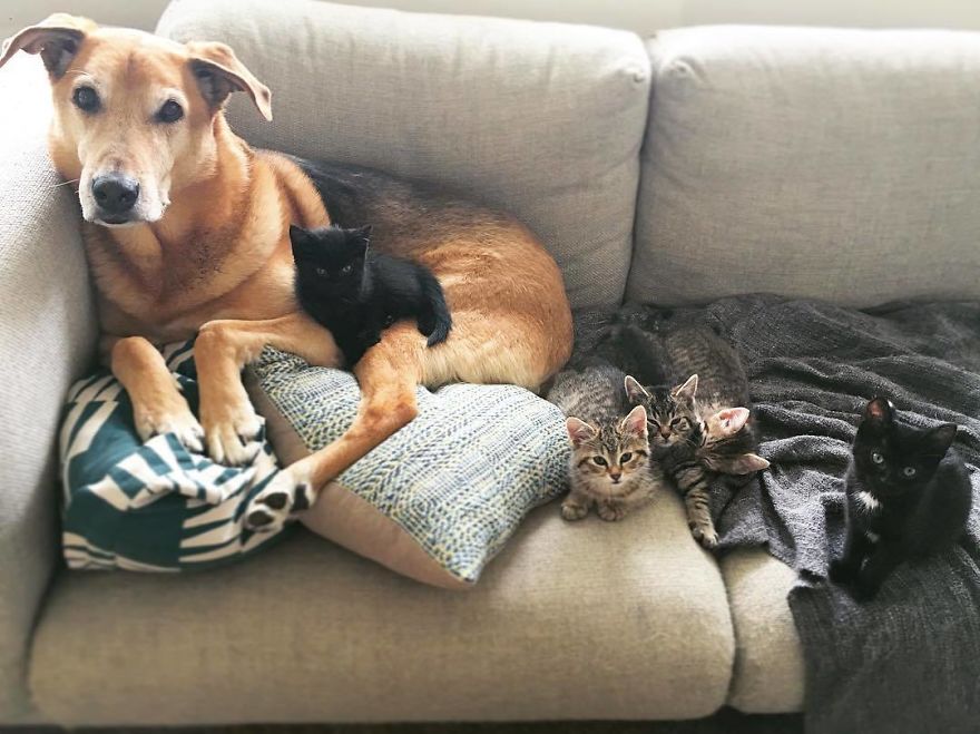 Shelter Owner For Abandoned Kittens Has A Lovely Dog As A Helper And Couldn't Have A Better One