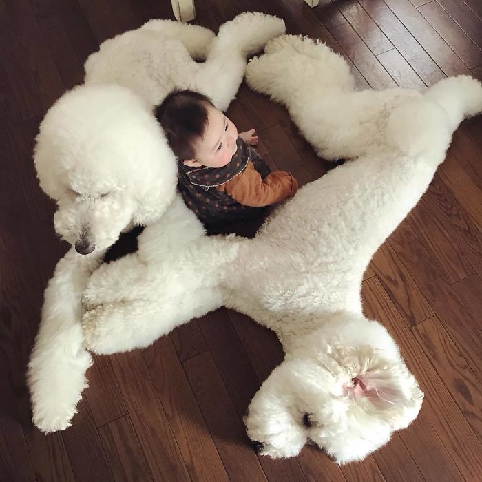 Child-Poodle-Dog-Friendship-Tamanegi-Qoo-Riku