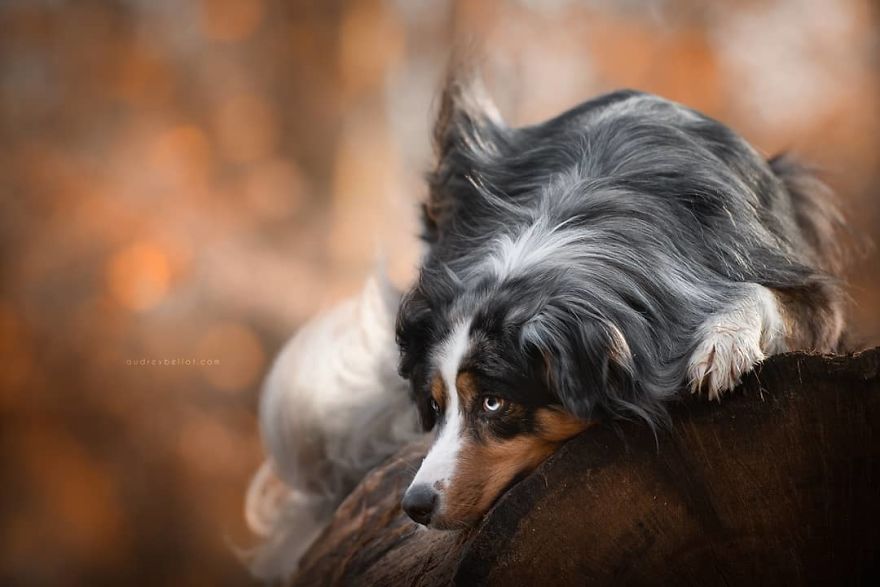 I Photograph Captivating Dog Portraits In Magical Forests And Unbelievable Places