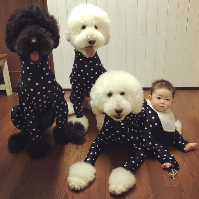 Child-Poodle-Dog-Friendship-Tamanegi-Qoo-Riku