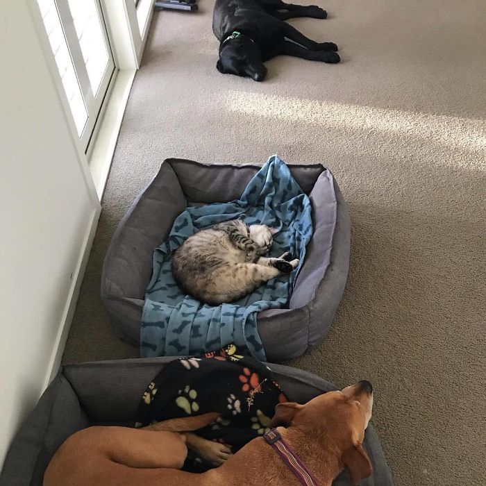 Clearly Our Newly Acquired Cat Summer Has Asserted Her Place In The Pack