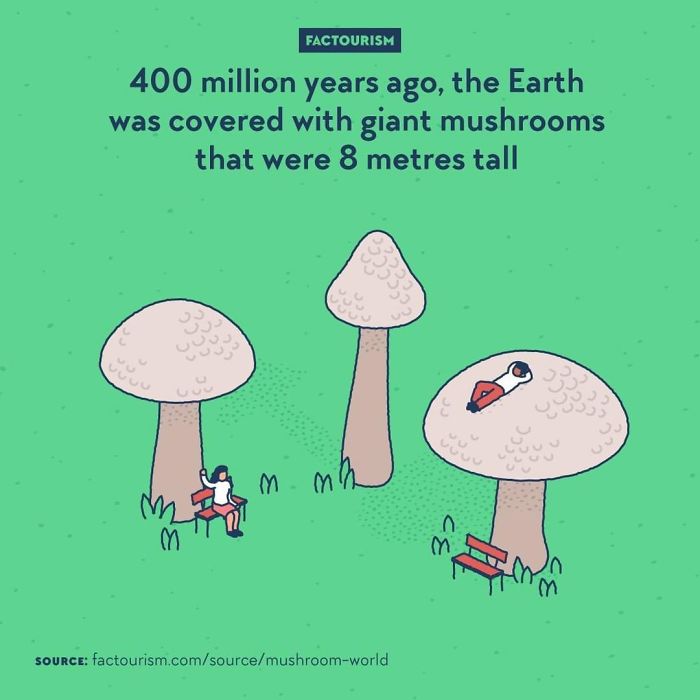Giant Mushrooms