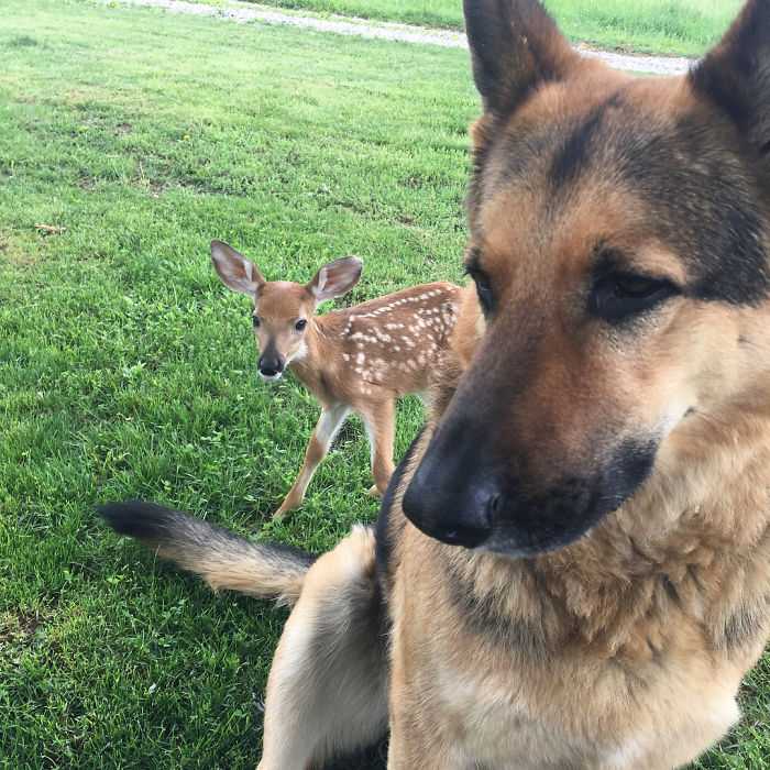 Kind-Hearted Dog Surprises Owner By Comforting The Orphaned Fawns She Rescues