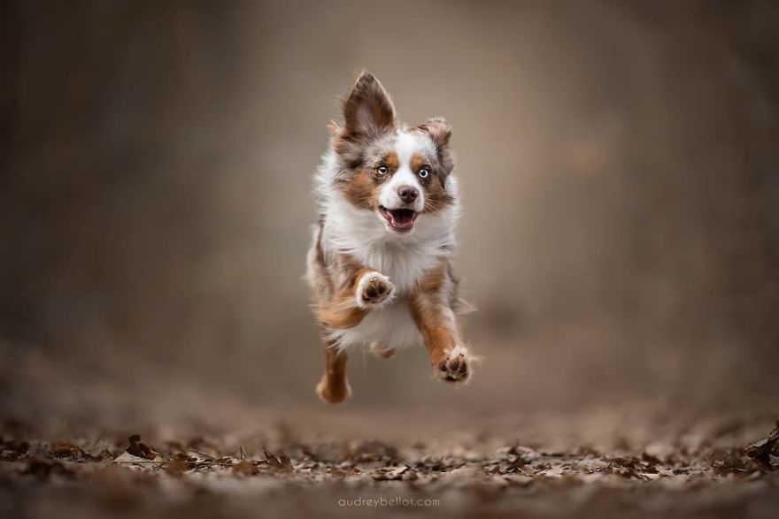 I Photograph Captivating Dog Portraits In Magical Forests And Unbelievable Places
