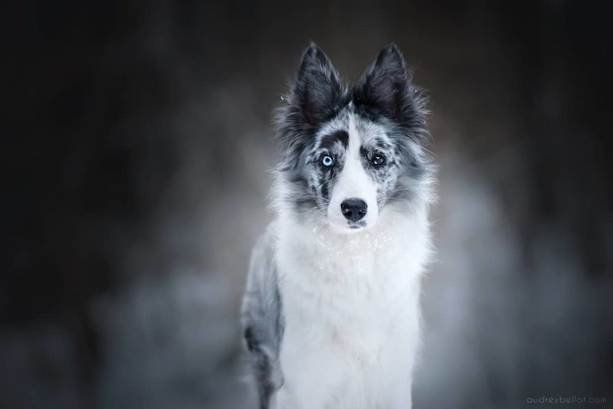 I Photograph Captivating Dog Portraits In Magical Forests And Unbelievable Places