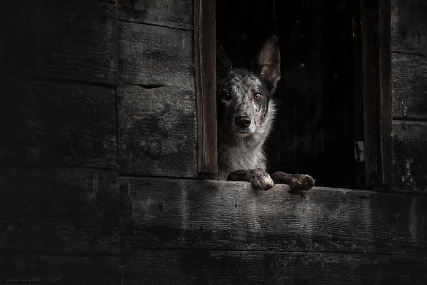 I Photograph Captivating Dog Portraits In Magical Forests And Unbelievable Places