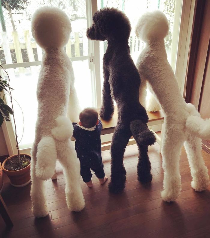Child-Poodle-Dog-Friendship-Tamanegi-Qoo-Riku