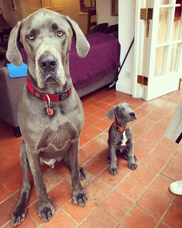 Little Meets Large! Simba & Samson