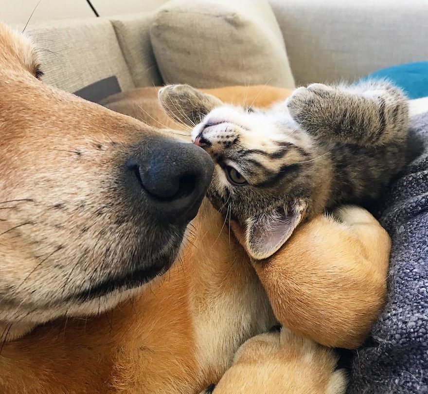 Shelter Owner For Abandoned Kittens Has A Lovely Dog As A Helper And Couldn't Have A Better One