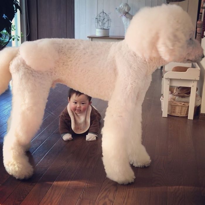 Child-Poodle-Dog-Friendship-Tamanegi-Qoo-Riku