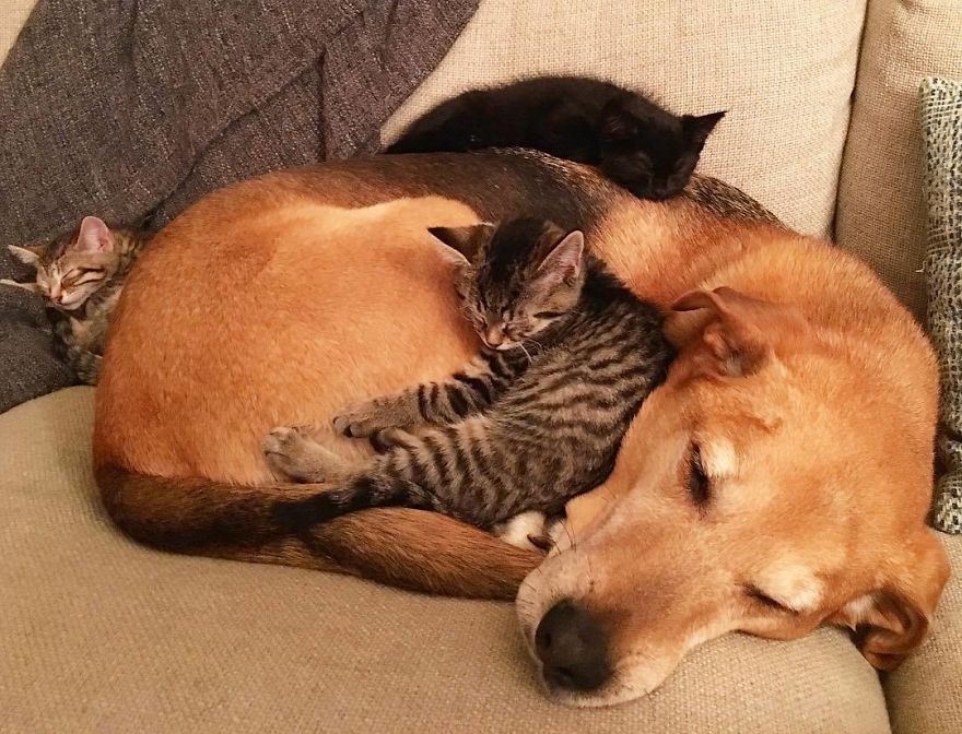 Shelter Owner For Abandoned Kittens Has A Lovely Dog As A Helper And Couldn't Have A Better One