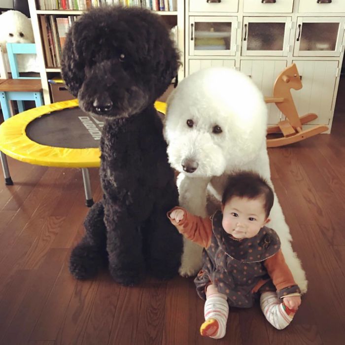 Child-Poodle-Dog-Friendship-Tamanegi-Qoo-Riku