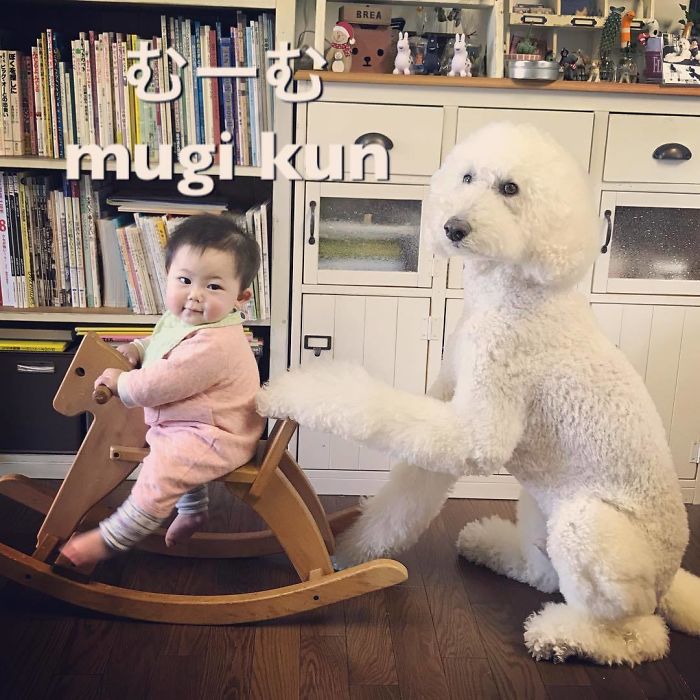 Child-Poodle-Dog-Friendship-Tamanegi-Qoo-Riku