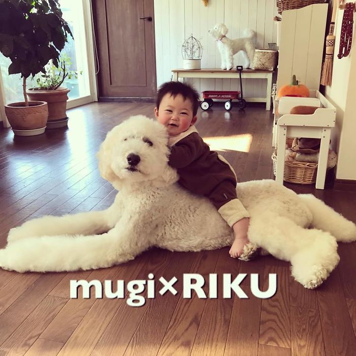 Child-Poodle-Dog-Friendship-Tamanegi-Qoo-Riku