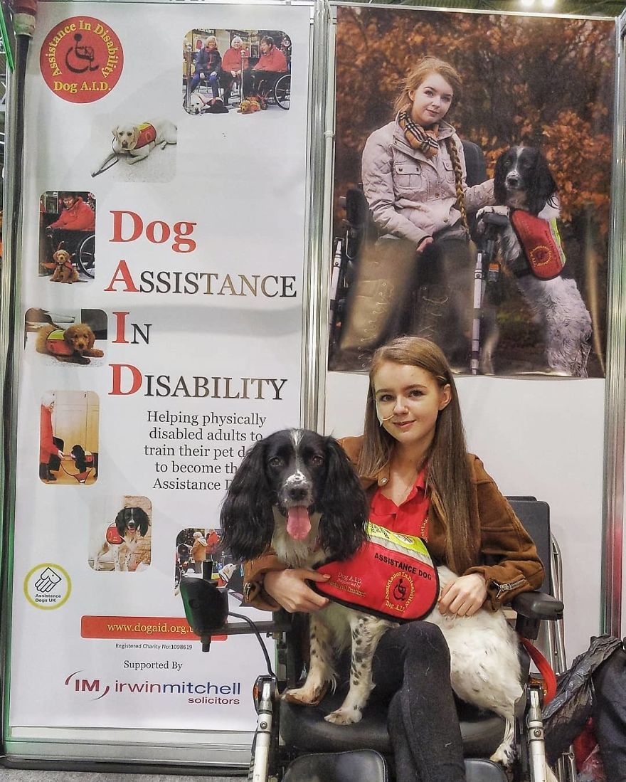 A Girl With A Disability Has The Most Adorable Helper - A Springer Spaniel Named Ted (17 Pics) A Girl With A Disability Has The Most Adorable Helper - A Springer Spaniel Named Ted (17 Pics)