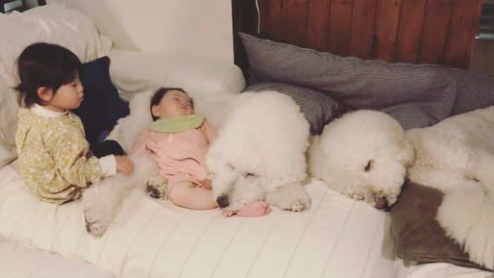 Child-Poodle-Dog-Friendship-Tamanegi-Qoo-Riku