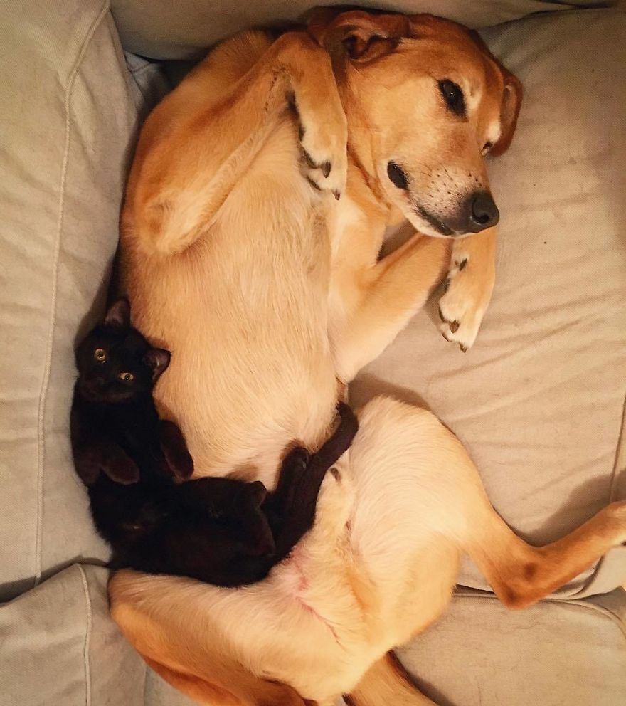 Shelter Owner For Abandoned Kittens Has A Lovely Dog As A Helper And Couldn't Have A Better One