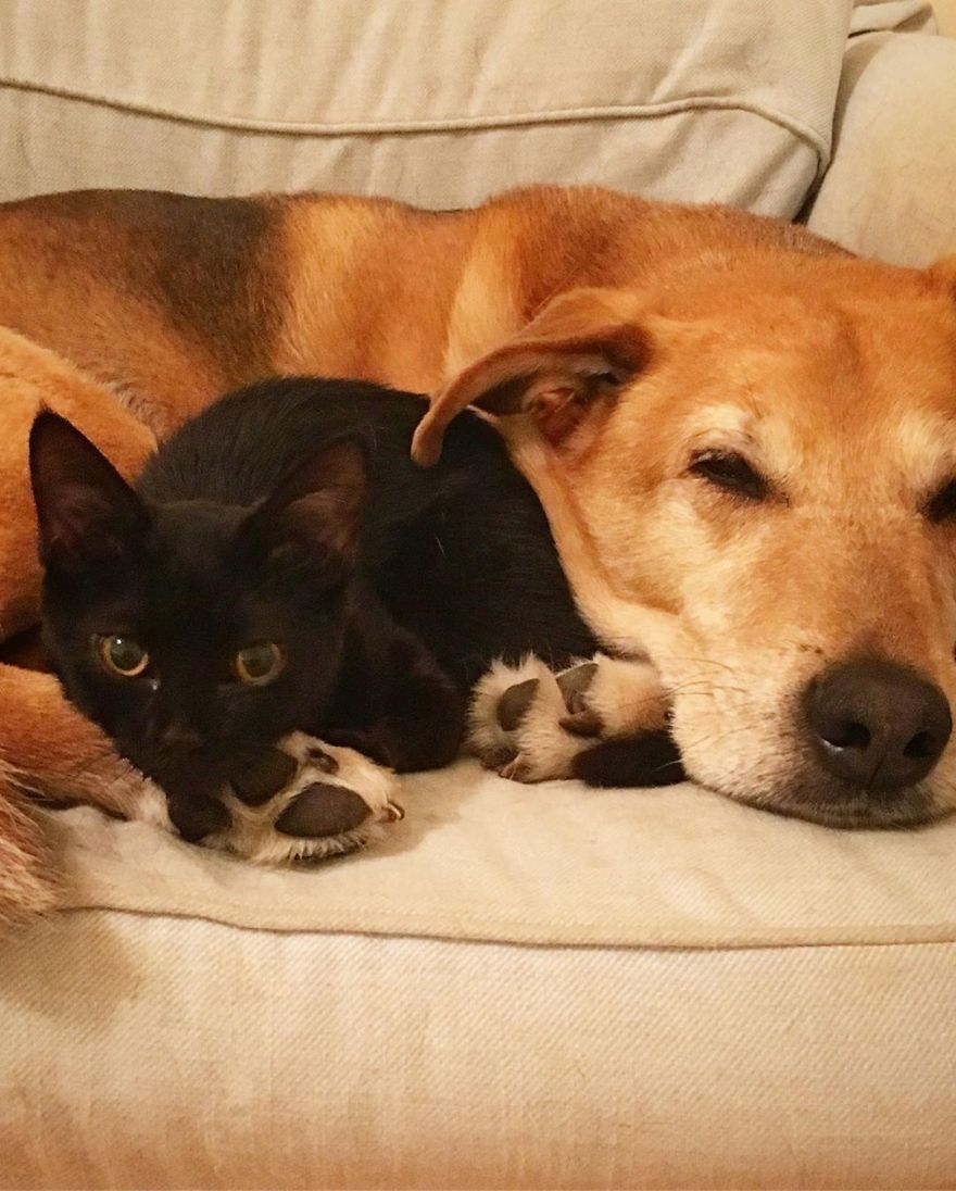Shelter Owner For Abandoned Kittens Has A Lovely Dog As A Helper And Couldn't Have A Better One