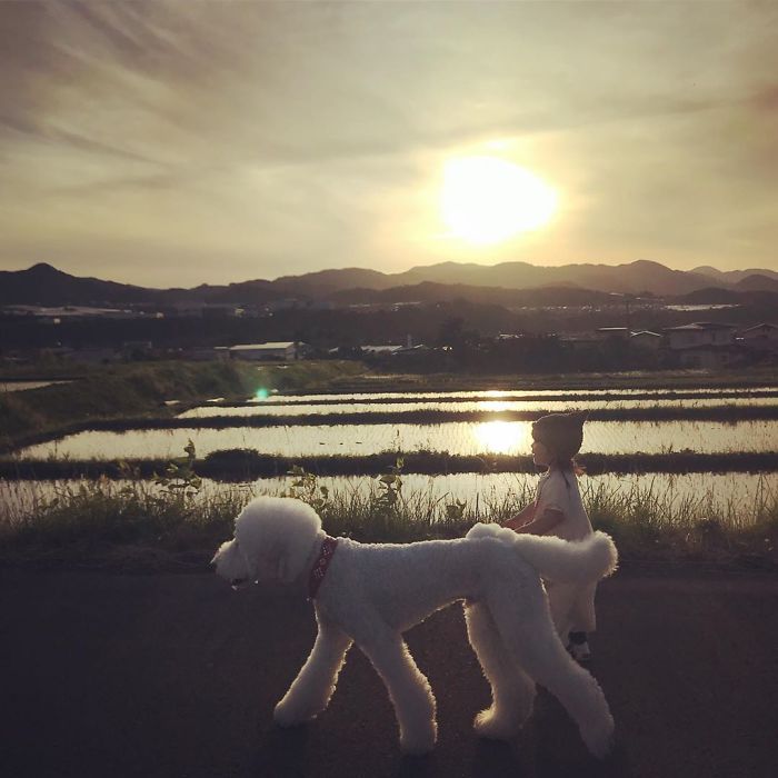 Child-Poodle-Dog-Friendship-Tamanegi-Qoo-Riku