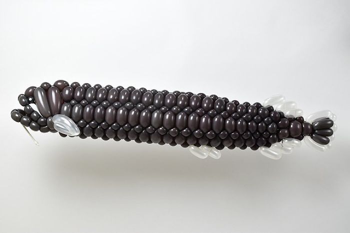 Threadfin Dragonfish