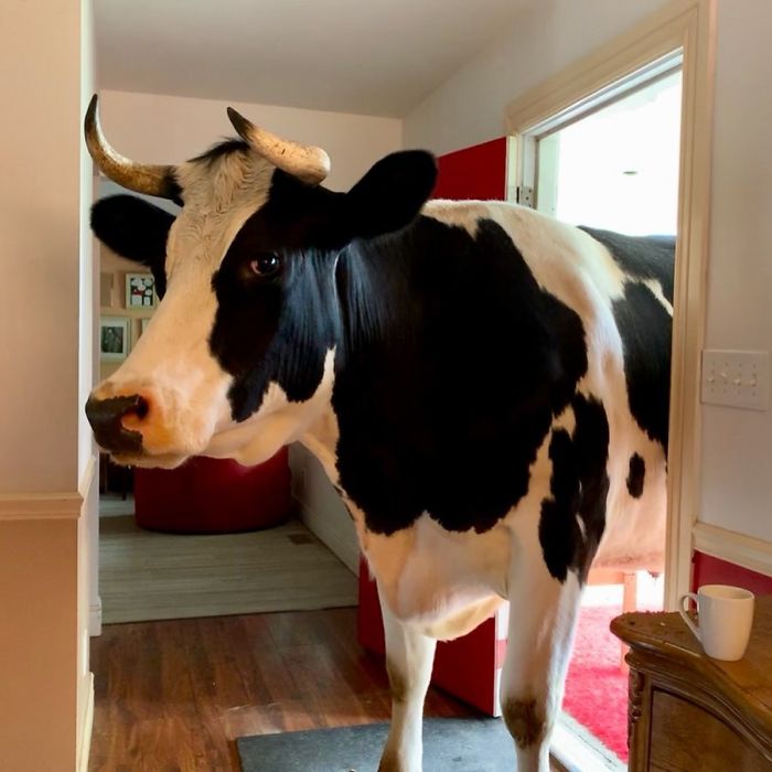 Kind-Hearted Dog Surprises Owner By Comforting The Orphaned Fawns She Rescues