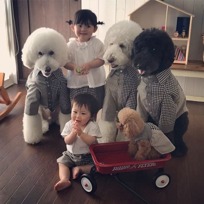 Child-Poodle-Dog-Friendship-Tamanegi-Qoo-Riku