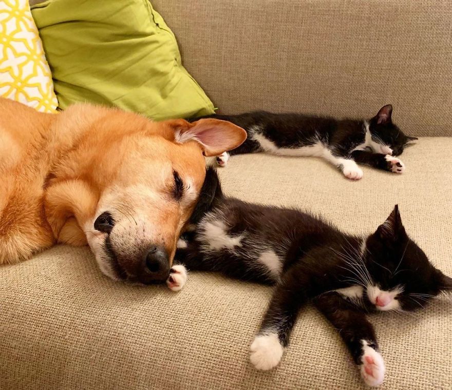 Shelter Owner For Abandoned Kittens Has A Lovely Dog As A Helper And Couldn't Have A Better One