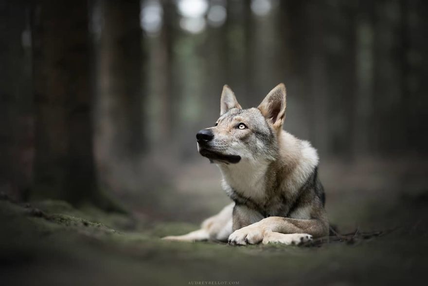 I Photograph Captivating Dog Portraits In Magical Forests And Unbelievable Places