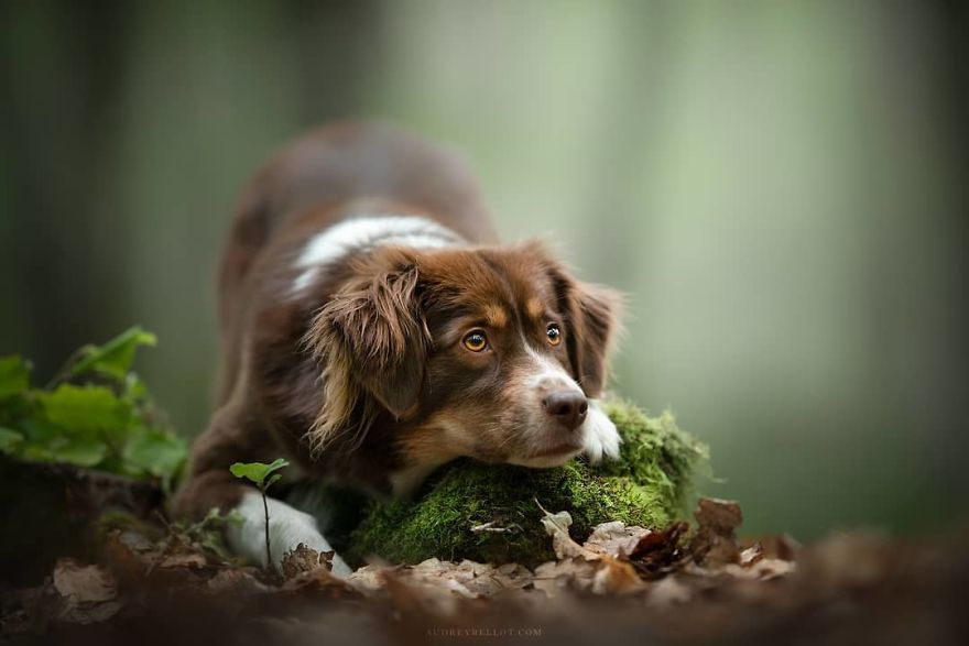 I Photograph Captivating Dog Portraits In Magical Forests And Unbelievable Places