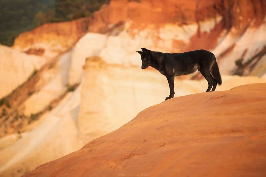 I Photograph Captivating Dog Portraits In Magical Forests And Unbelievable Places
