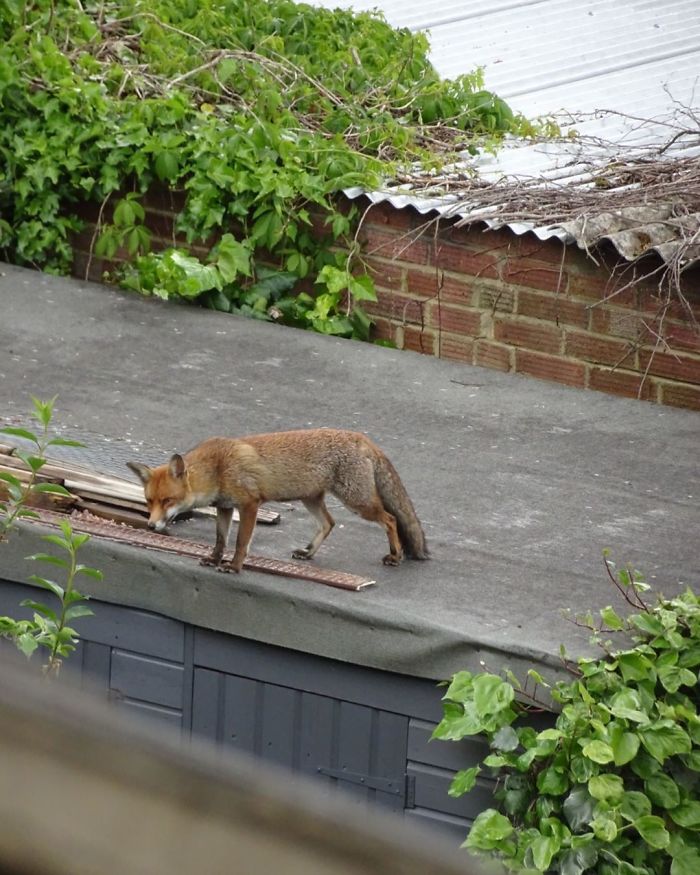 Quarantine Diary/Week 7. Fox. Well, To Be Fair, This Guy Is Here All The Time, Lockdown Or Not