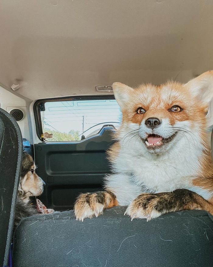 Joon Goes For A Ride. She Loves Moose So Much That She Cuddles With Him The Entire Time. She Doesn’t Even Get Mad When He Sits On Her