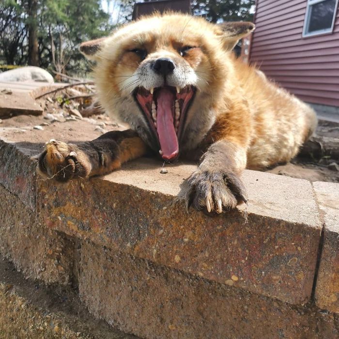 Sun's Out, Tongues Out