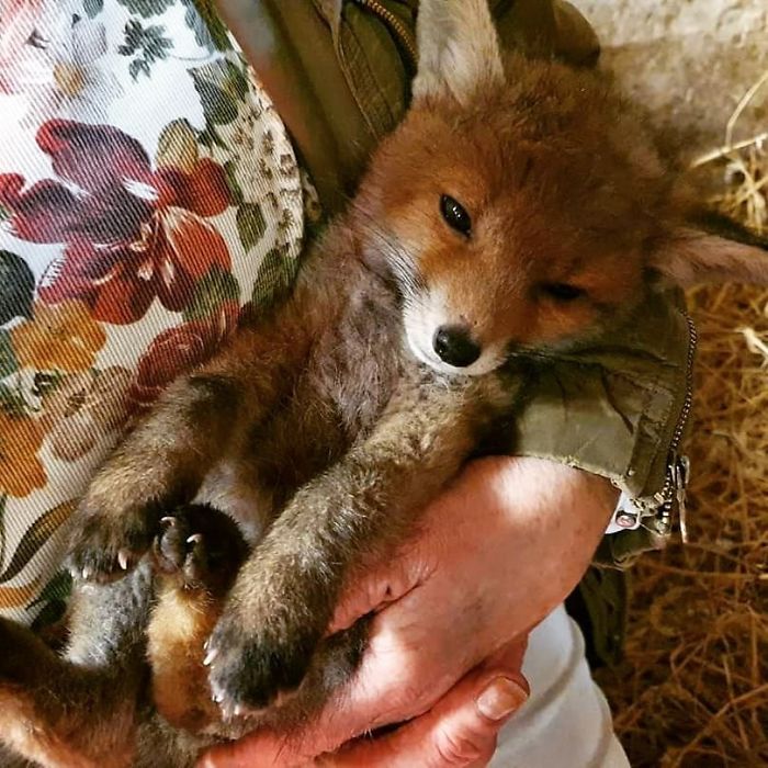 We Live Where The Foxes Say Good Night