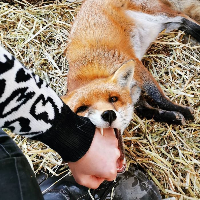 If This Image Concerns You, You Probably Shouldn't Be Friends With A Fox