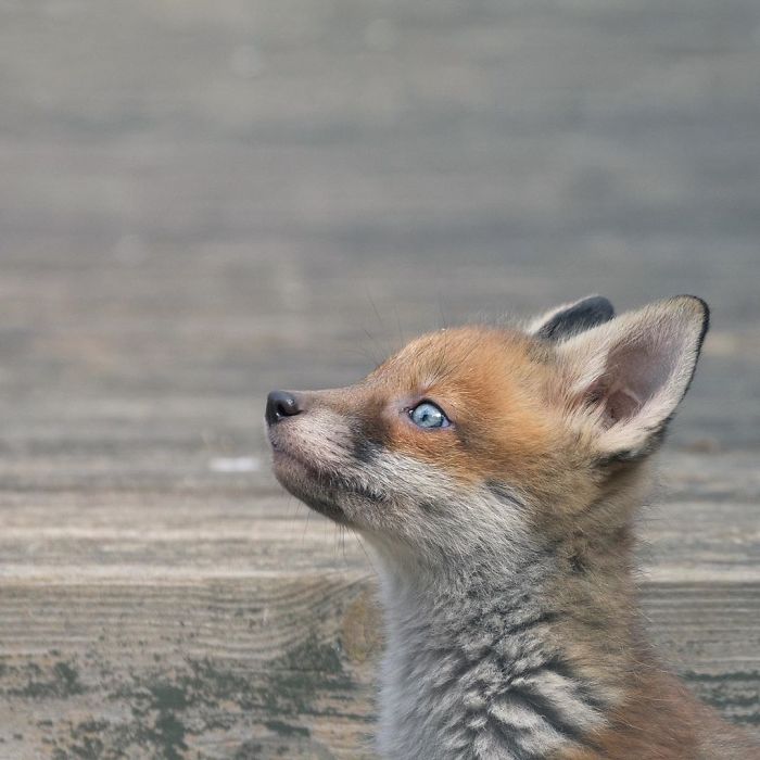 He Thinks He’s A Sphinx