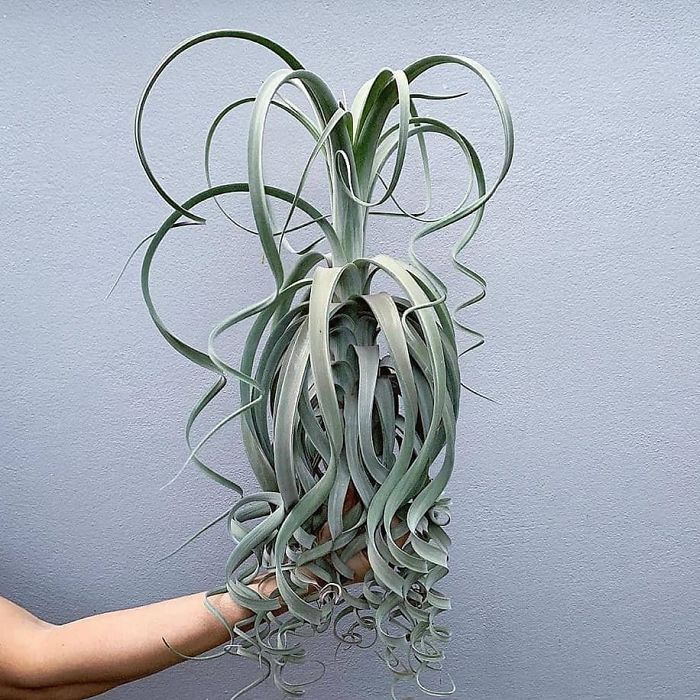 Unusual Succulent